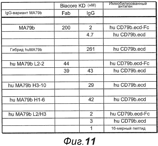 Анти-cd79b антитела и иммуноконъюгаты и способы их применения (патент 2553566)