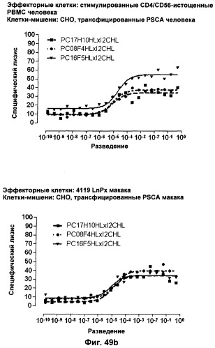 Pscaxcd3, cd19xcd3, c-metxcd3, эндосиалинxcd3, epcamxcd3, igf-1rxcd3 или fap-альфаxcd3 биспецифическое одноцепочечное антитело с межвидовой специфичностью (патент 2547600)