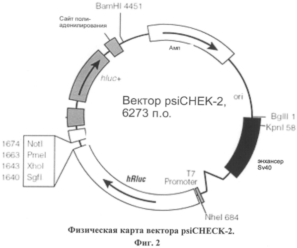 Кассетная генетическая конструкция, экспрессирующая две биологически активные siphk, эффективно атакующие транскрипты вич-1 субтипа а у больных в россии, направленные на мphk обратной транскритазы и интегразы, и одну siphk, направленную на мphk гена ccr5 (патент 2552486)