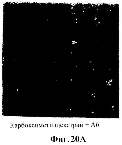 Захват эндотелиальных клеток-предшественников элюирующим лекарственные средства имплантируемым медицинским устройством (патент 2400256)