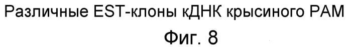 Применение рам (патент 2345785)