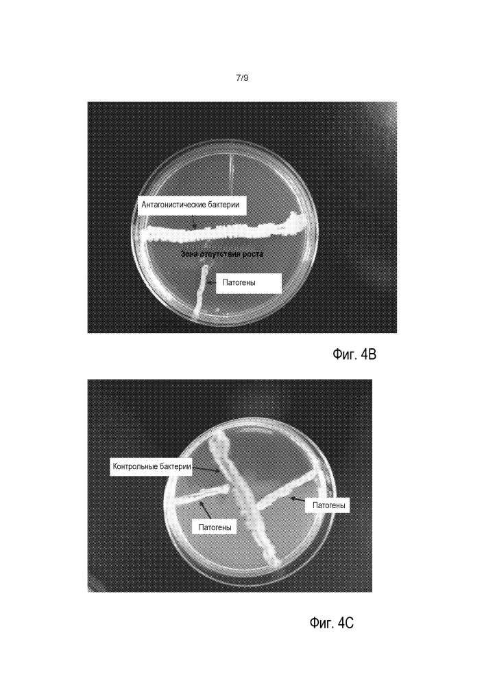 Упаковка для противомикробной обработки растений (патент 2614063)