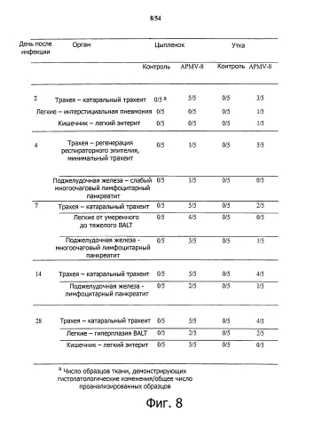 Способ получения рекомбинантного вирусного вектора apmv-8 (патент 2592544)