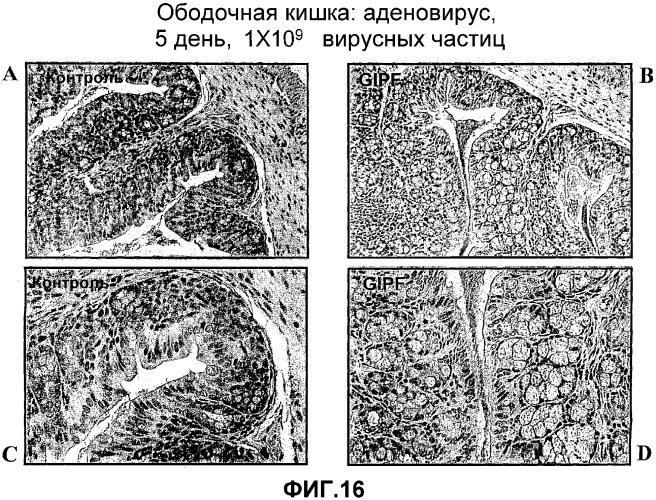 Желудочно-кишечный пролиферативный фактор и его применения (патент 2343158)