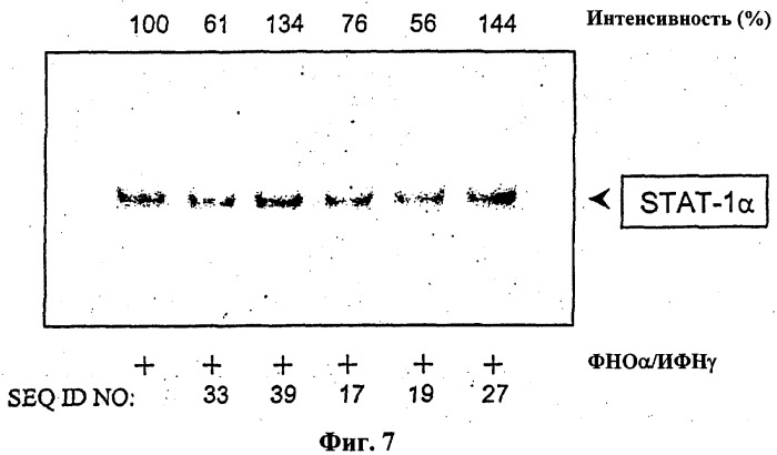 Модуляция экспрессии stat-1-зависимых генов (патент 2311456)