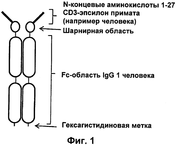 Cd3-эпсилон-связывающий домен с межвидовой специфичностью (патент 2561457)