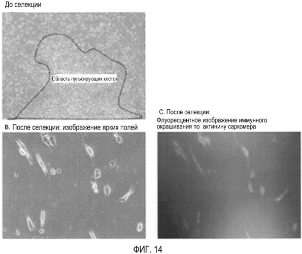 Способ селекции кардиомиоцитов (варианты) (патент 2426784)