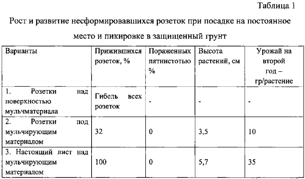 Способ закладки промышленной плантации земляники (патент 2624225)