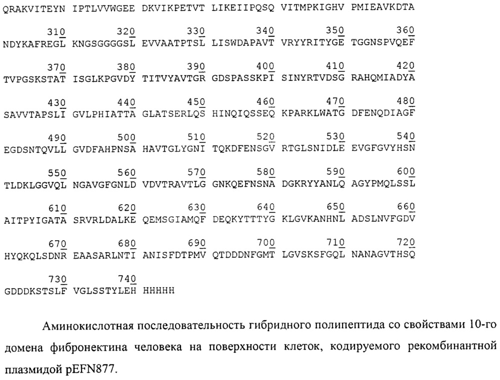 Рекомбинантная плазмидная днк pefn877, детерминирующая экспрессию гибридного полипептида со свойствами 10-го домена фибронектина на поверхности клеток escherichia coli, и штамм бактерий escherichia coli bl21(de3)plyss/pefn877 - продуцент гибридного полипептида со свойствами 10-го домена фибронектина на поверхности клеток (патент 2606014)