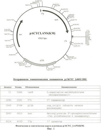 Рекомбинантная плазмидная днк pacyc-lans(km), штамм escherichia coli bl21(de3), трансформированный рекомбинантной днк pacyc-lans(km), и способ получения рекомбинантной l-аспарагиназы erwinia carotovora (патент 2441916)