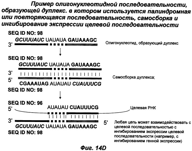Молекулы химически модифицированной короткой интерферирующей нуклеиновой кислоты, которые опосредуют интерференцию рнк (патент 2418068)