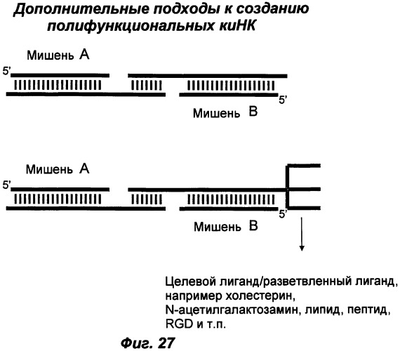 Молекулы химически модифицированной короткой интерферирующей нуклеиновой кислоты, которые опосредуют интерференцию рнк (патент 2418068)