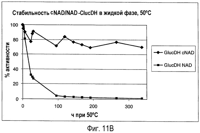 Стабилизация дегидрогеназ стабильными коферментами (патент 2499834)
