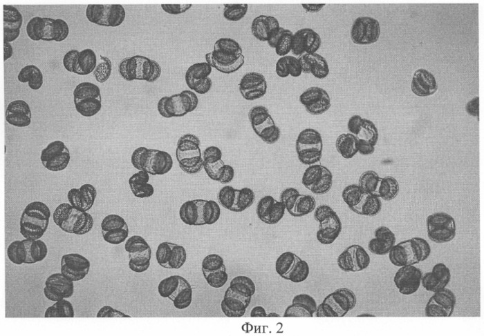 Микроноситель для культивирования субстратзависимых клеток животных in vitro (патент 2328527)