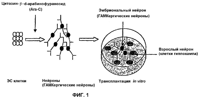 Получение гамкергических нейронов in vitro из эмбриональных стволовых клеток и их применение при лечении неврологических расстройств (патент 2380410)
