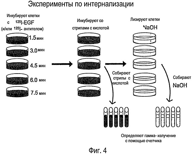 Лечение опухолей, экспрессирующих мутантные рецепторы egf (патент 2429014)