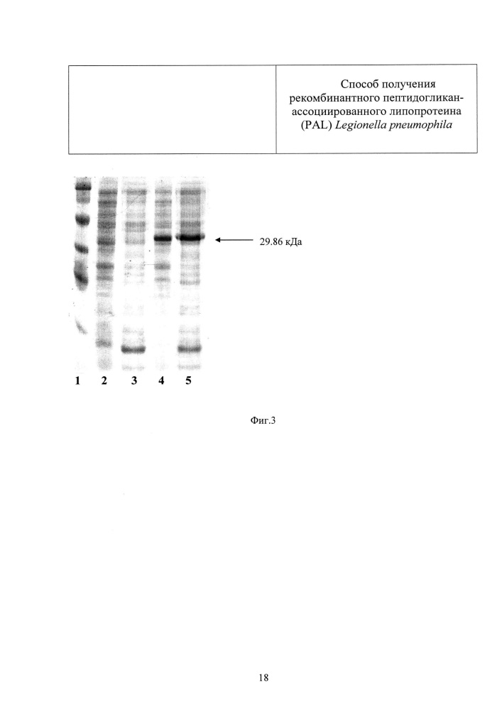 Способ получения рекомбинантного пептидогликан-ассоциированного липопротеина (pal) legionella pneumophila (патент 2634385)