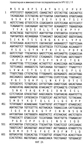 Оптимизированная экспрессия hpv 52 l1 в дрожжах (патент 2373219)