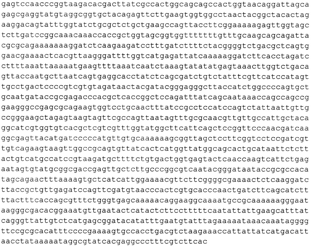 Рекомбинантный продуцент омега-амидазы человека nit2 на основе escherichia coli (патент 2642323)