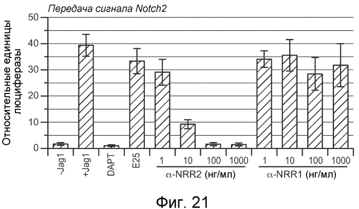 Антитела против notch2 и способы их применения (патент 2580029)