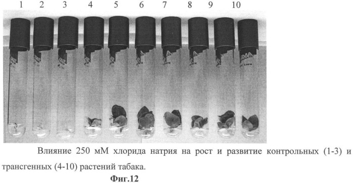 Использование гена мембранной пирофосфатазы бактерии rhodospirillum rubrum для изменения свойств растений (патент 2378379)