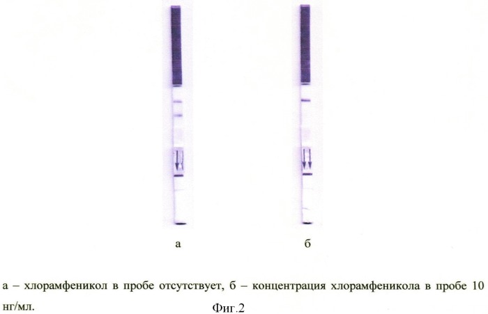 Способ иммунохроматографического определения антибиотиков в молоке и молочных продуктах (патент 2406090)