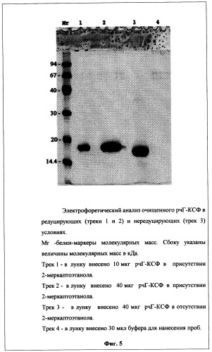 Способ получения, выделения, очистки и стабилизации рекомбинантного гранулоцитарного колониестимулирующего фактора человека, пригодного для медицинского применения, и иммунобиологическое средство на его основе (патент 2278870)