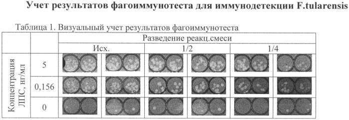 Способ оценки результатов фагоиммунотеста (патент 2347225)