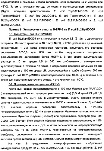 Биоадгезив мидии (патент 2349599)