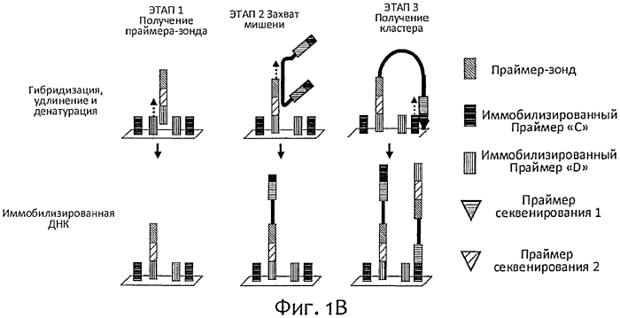 Прямой захват, амплификация и секвенирование днк-мишени с использованием иммобилизированных праймеров (патент 2565550)
