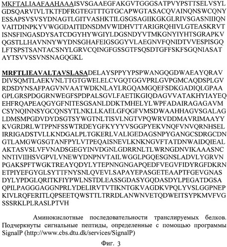 Новый рекомбинантный штамм (варианты) мицелиального гриба penicillium verruculosum и ферментный препарат (варианты), предназначенный для гидролиза плодово-ягодного сырья, и способ его получения (патент 2574206)