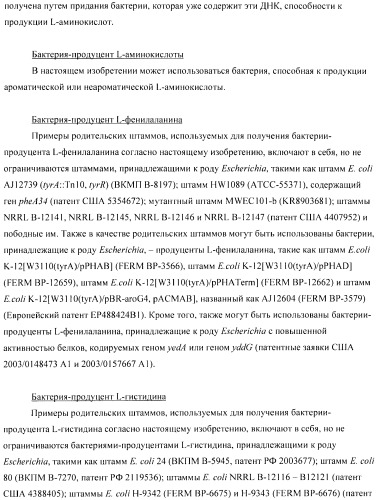 Способ получения аминокислот с использованием бактерии, принадлежащей к роду escherichia (патент 2396336)