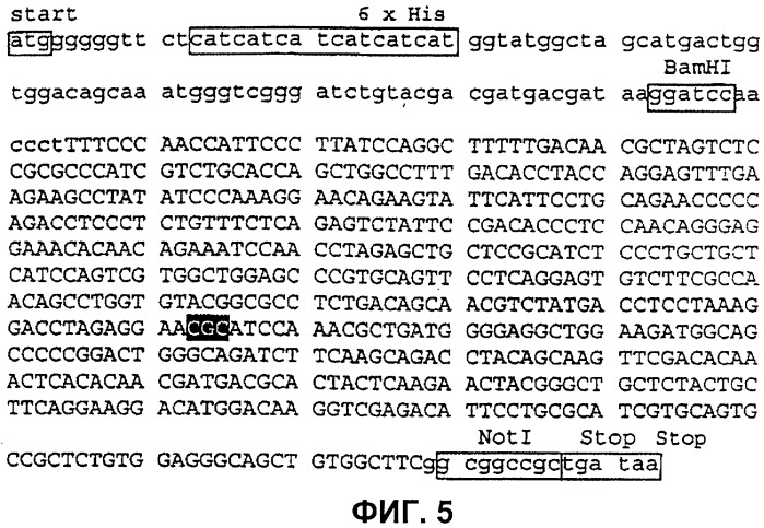 Химерный полипептид - антагонист рецептора гормона роста, нуклеиновая кислота, экспрессирующий вектор, применение химерного полипептида (варианты), фармацевтическая композиция, клетка, способ получения химерного полипептида и способ лечения (патент 2346047)