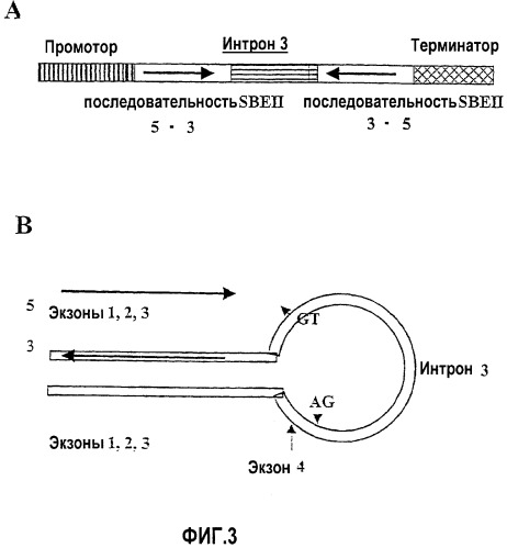 Пшеница с модифицированной активностью ветвящего фермента, а также полученные из нее крахмал и крахмалсодержащие продукты (патент 2377303)