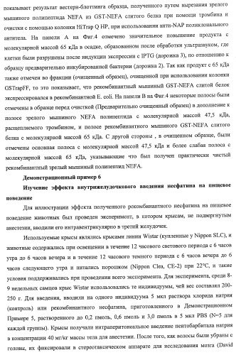 Способ получения фактора, связанного с контролем над потреблением пищи и/или массой тела, полипептид, обладающий активностью подавления потребления пищи и/или прибавления в весе, молекула нуклеиновой кислоты, кодирующая полипептид, способы и применение полипептида (патент 2418002)