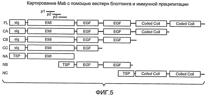 Антитела к egfl7 и способы их применения (патент 2415870)