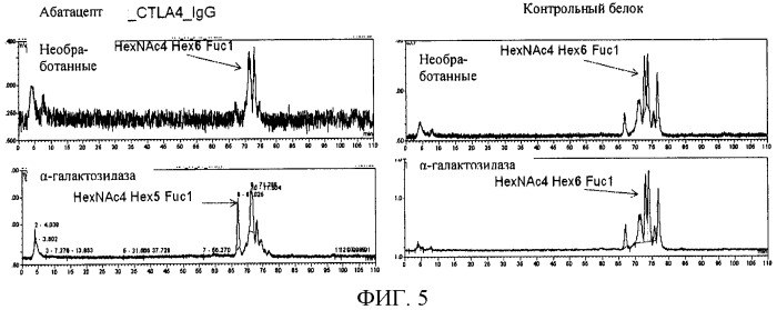Содержащие галактоза-альфа-1,3-галактозу n-гликаны в гликопротеиновых продуктах, полученных из клеток сно (патент 2484142)
