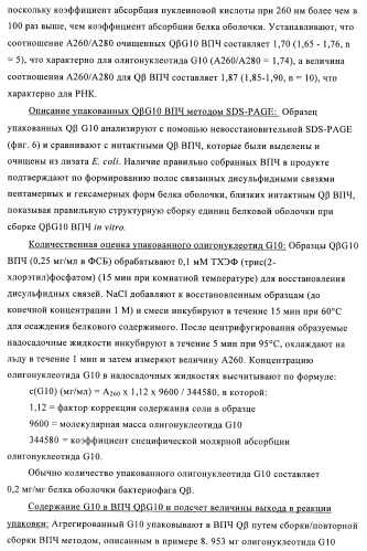 Способы упаковки олигонуклеотидов в вирусоподобные частицы рнк-содержащих бактериофагов (патент 2476595)