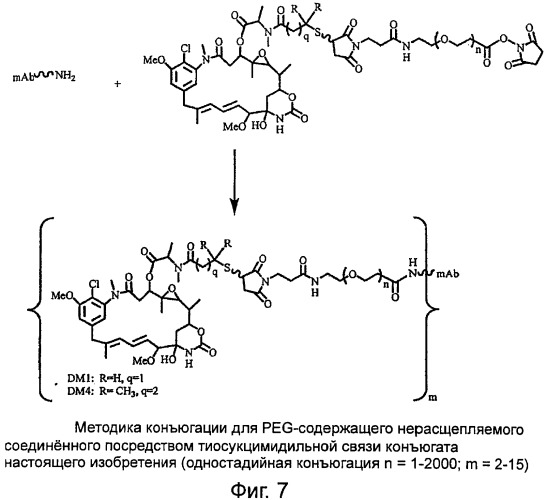 Высокоэффективные конъюгаты и гидрофильные сшивающие агенты (линкеры) (патент 2487877)