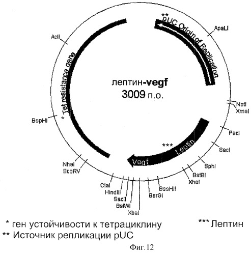 Конъюгат, связывающий фибрин/фибриноген (патент 2279890)