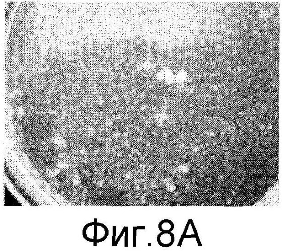 Способы in vitro для создания и поддержания линий растительных клеток в виде отдельных клеток в суспензии с интактными клеточными стенками и их трансформации (патент 2451744)