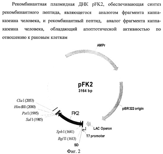 Рекомбинантная плазмидная днк pfk2, обеспечивающая синтез рекомбинантного пептида, являющегося аналогом фрагмента каппа-казеина человека, способ получения рекомбинантного пептида и рекомбинантный пептид, аналог фрагмента каппа-казеина человека, обладающий апоптотической активностью по отношению к раковым клеткам (патент 2401307)