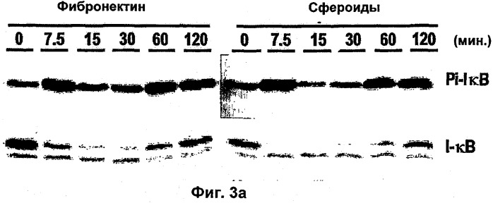 Комбинированная терапия, использующая антиангиогенные средства и tnf-  (патент 2316337)