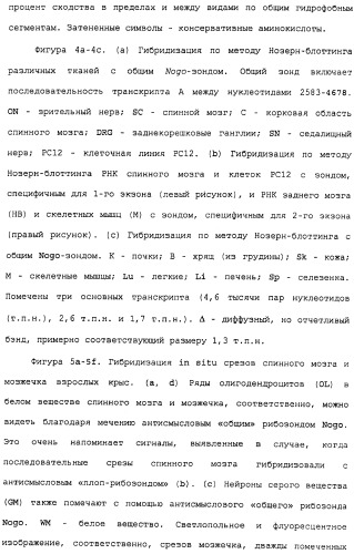 Поликлональное антитело против nogo, фармацевтическая композиция и применение антитела для изготовления лекарственного средства (патент 2432364)