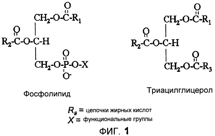 Получение триацилглицеролов из камедей (патент 2456338)