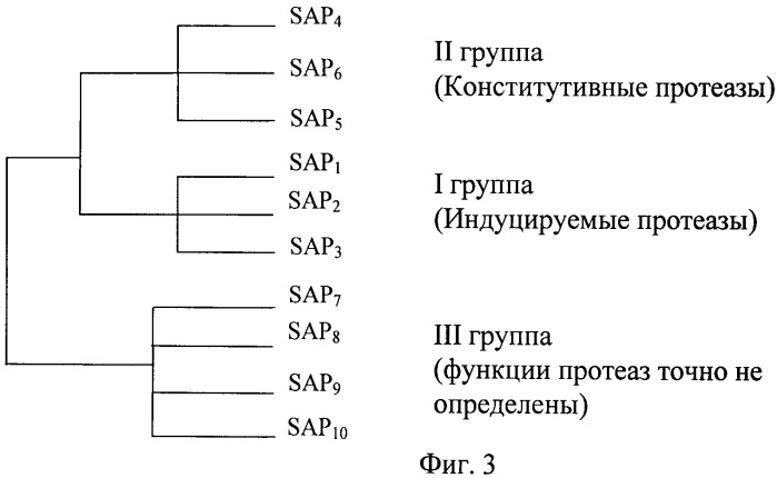 Соединения на основе комплексов гиперразветвленных полимеров boltorn h, обладающие антикандидозной активностью, и способ их получения (патент 2478106)