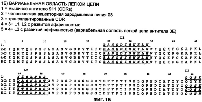 Способы лечения боли, вызванной остеоартритом, путем введения антагониста фактора роста нервов и содержащих его композиций (патент 2429013)