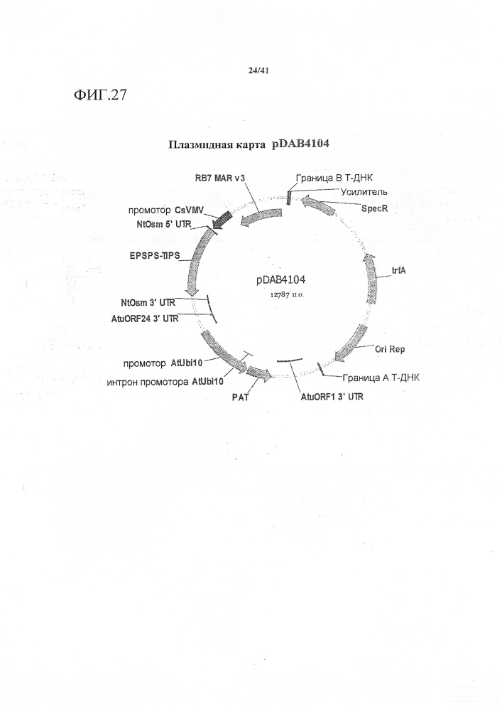 Синтетические транзитные пептиды хлоропласта из brassica (патент 2636035)