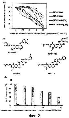 Способ лечения рака, устойчивого к гефитинибу (патент 2405566)