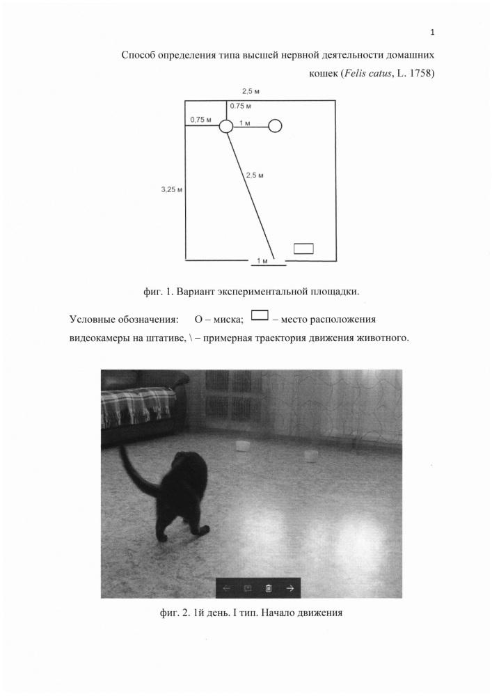 Способ определения типа высшей нервной деятельности домашних кошек (felis catus, l. 1758) (патент 2649865)